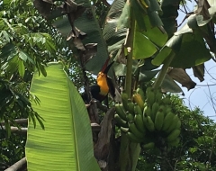 Natureza